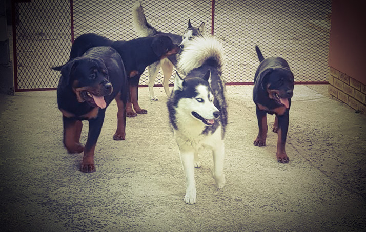 Hallelujah k9 2_edited Hallelujah k9 2_edited